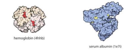 The diagram below illustrates two different protein molecules found in organisms. Which-example-1