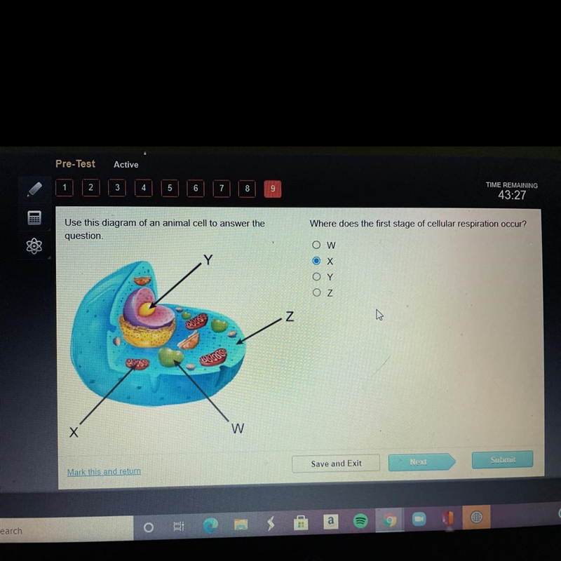 Where does the first stage of cellular respiration occur? Use this diagram of an animal-example-1