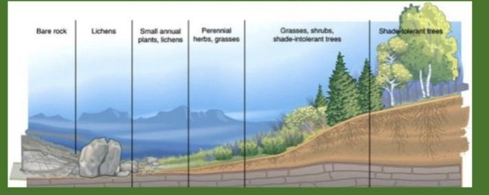 What do you think ecological succession is?-example-1