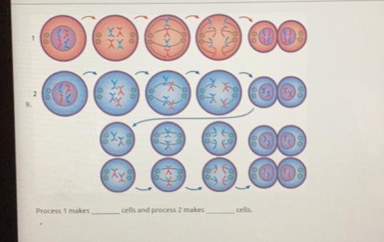 Answer pls! A. somatic, epithelial B. cardiac, reproductive C. reproductive, somatic-example-1