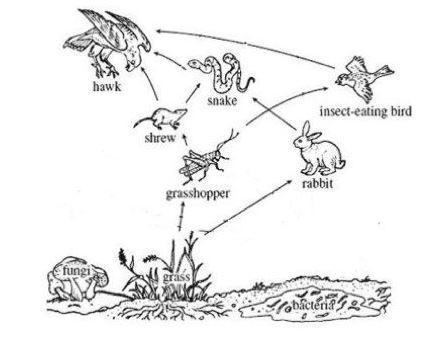 Something important is missing from this food web! The grass starts this food web-example-1