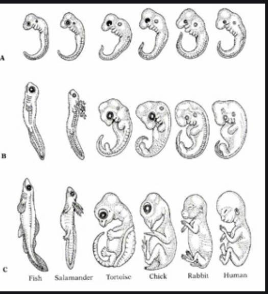 Add evidence based on reading: Read the section titled: Station A: Similar Embryos-example-2