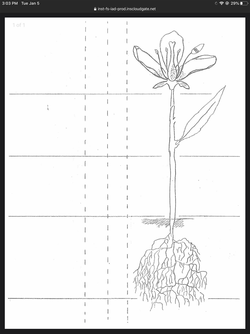 I need help.....labels the parts of the flower.-example-1