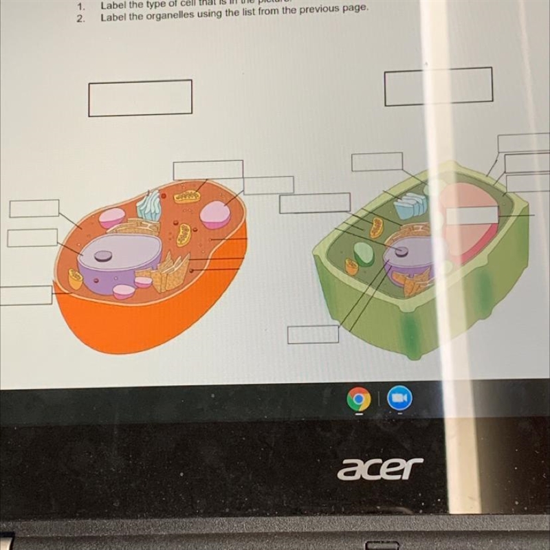 Directions: 1. 2. Label the type of cell that is in the picture. Label the organelles-example-1