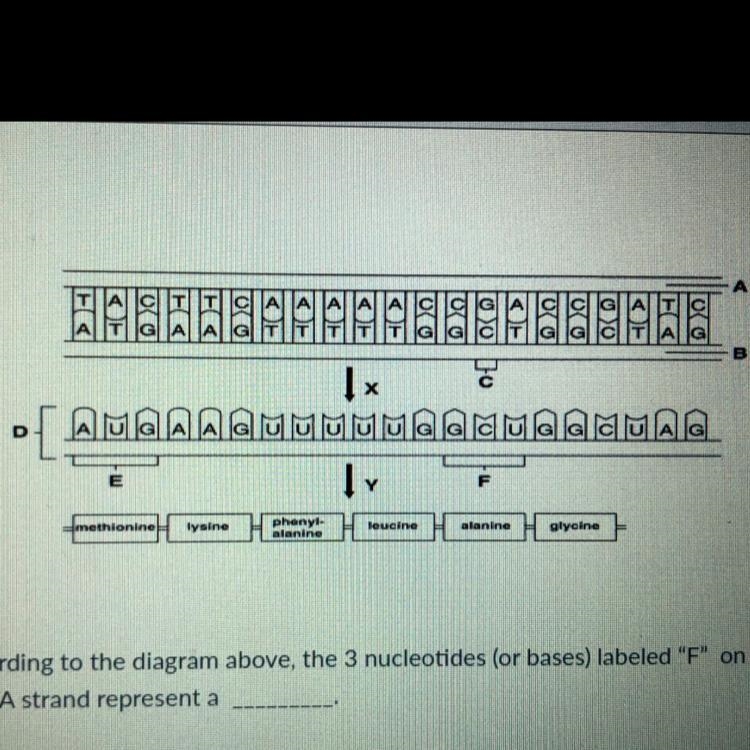 According to the diagram above, the 3 nucleotides (or bases) labeled "F&quot-example-1