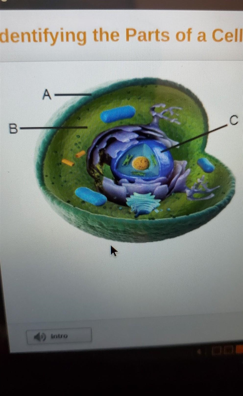 Identify the parts labeled in the cell. ​-example-1