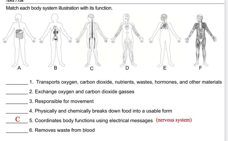 I need help with body systems-example-1