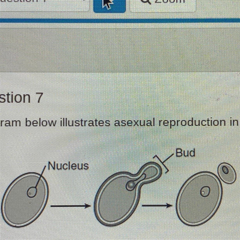 The diagram below illustrates asexual reproduction in yeast. Bud Nucleus o What is-example-1