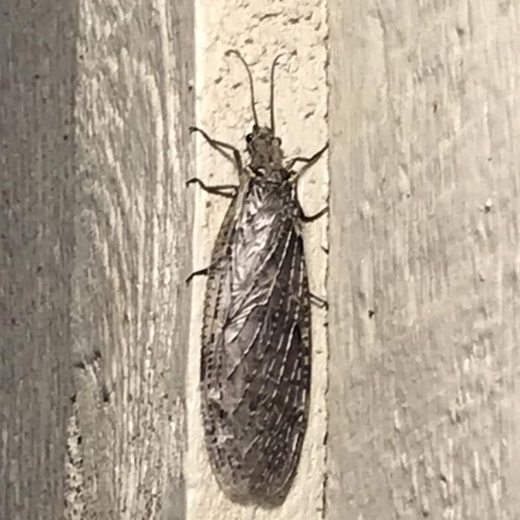 What is this bug? Need answers ASAP for Biology project-example-1