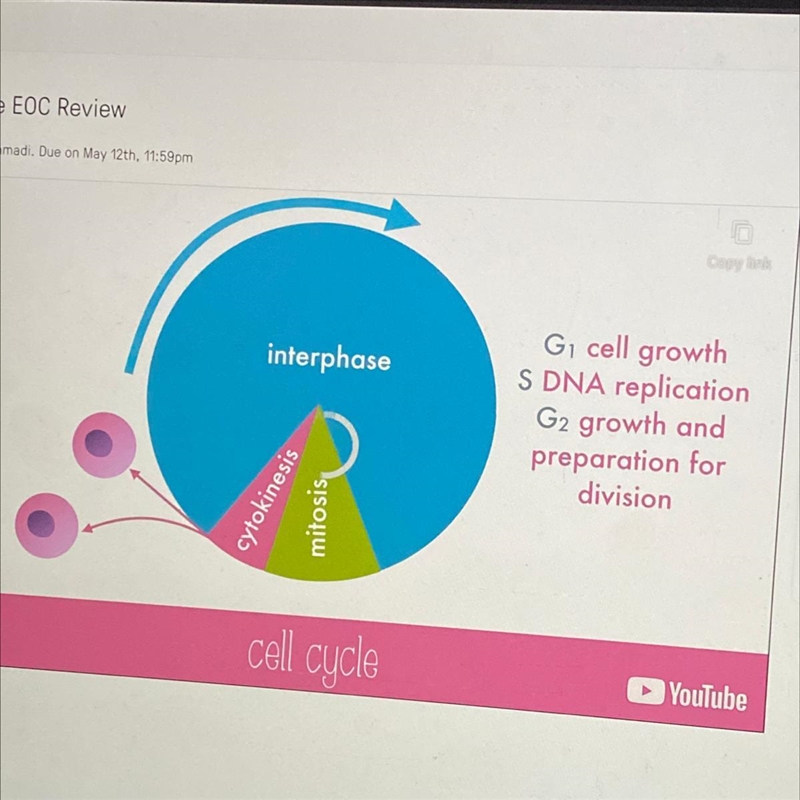 During which phase of the cell cycle does DNA replicate? A. S phase of interphase-example-1