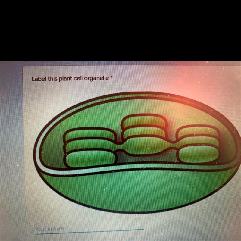 What is the name of this plant cell?-example-1