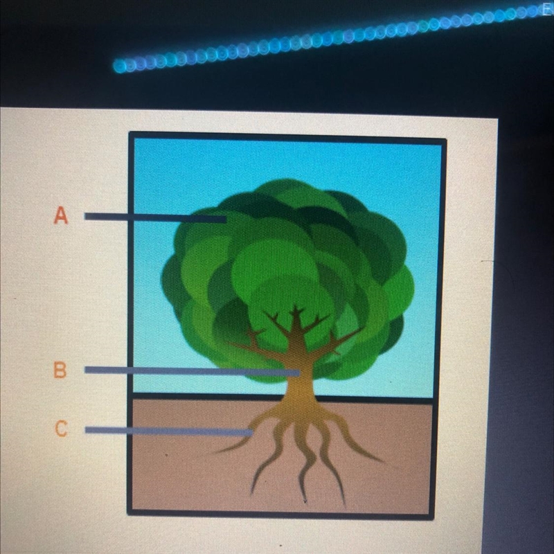 Identify the plant organs seen in the drawing А B C-example-1