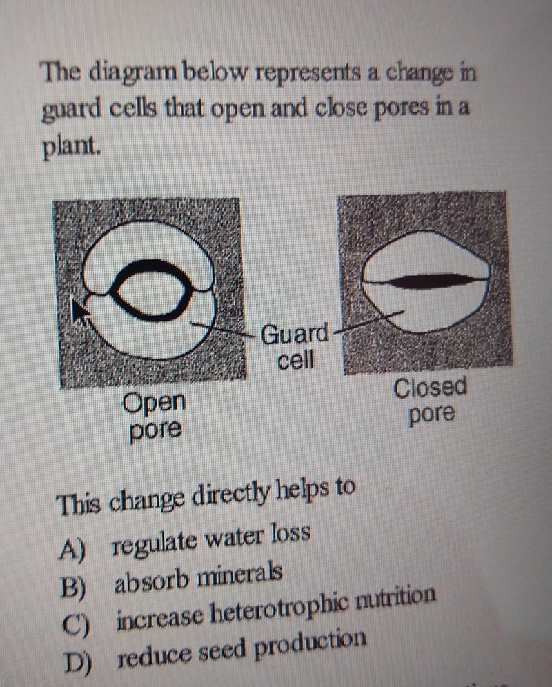 2) The diagram below represents a change in guard cells that open and close pores-example-1