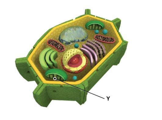 The picture shows a model of a cell. What is the main function of the part labeled-example-1