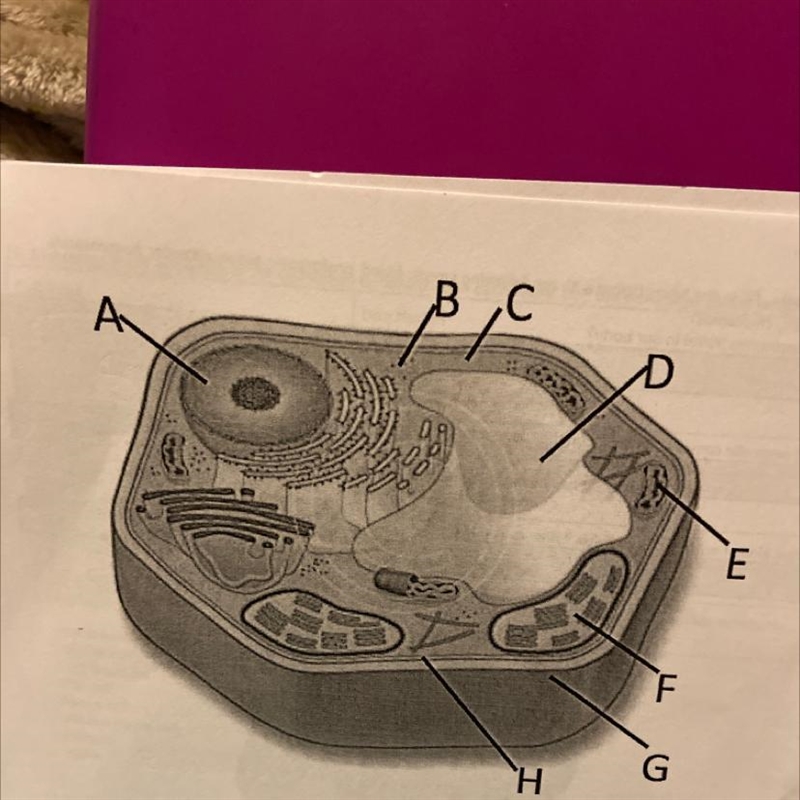 What letter is the cell wall-example-1