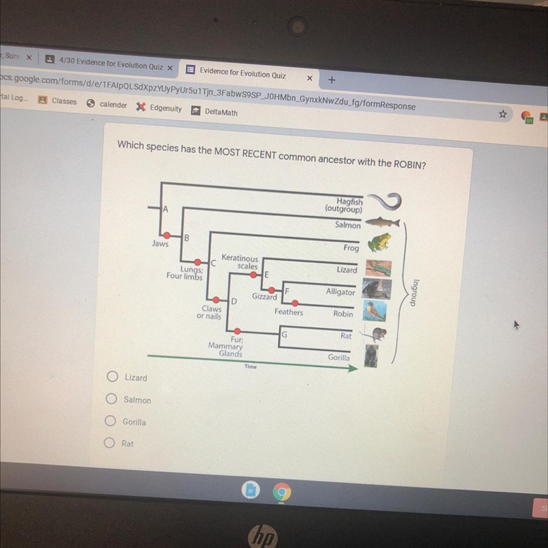 Which species has the MOST RECENT common ancestor with the ROBIN? Hagfish (outgroup-example-1