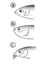 ASAP I NEED HELP, I GIVE COINS! Which of the following fish would eat on the bottom-example-1