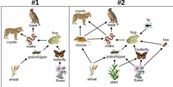 Which ecosystem would be affected the most by losing its butterflies, and why? A. Ecosystem-example-1