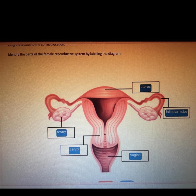 Answer is in the picture, 40 points. Identify the parts of the female reproductive-example-1