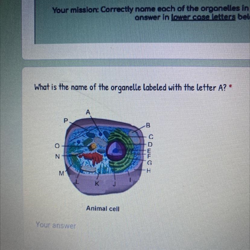 What is the name of the organelle labeled with the letter A? A B o ה ס ד ה I N M к-example-1