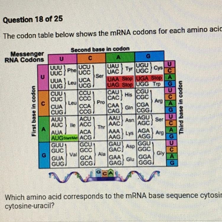 20 POINTS!! Which amino acid corresponds to the mRNA base sequence cytosine- cytosine-example-1