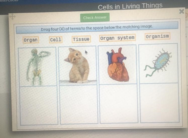 Drag four of the terms to the space below the matching image￼-example-1