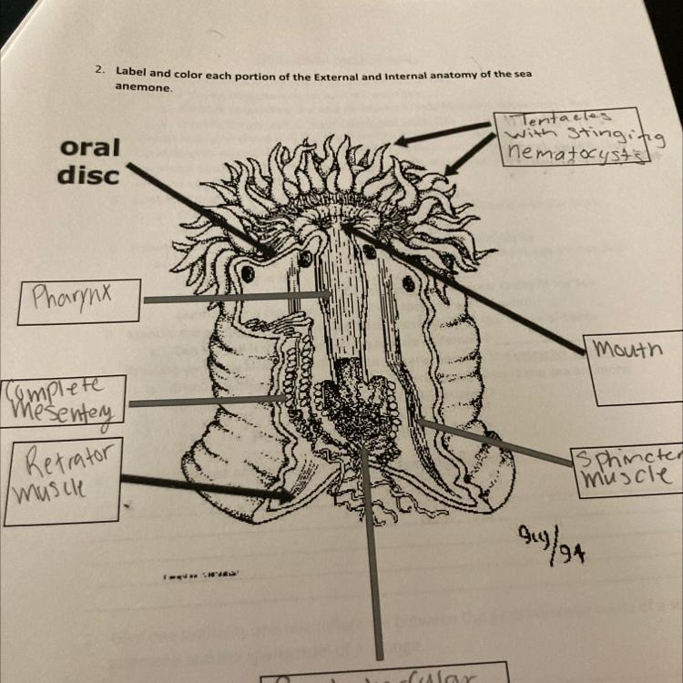 2. Label and color each portion of the External and internal anatomy of the sea anemone-example-1