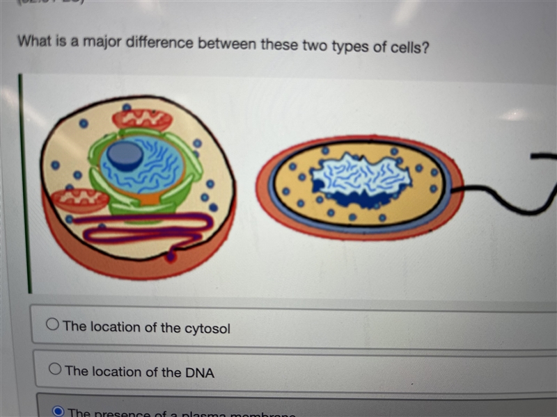 What is a major difference between these two types of cells? The location of the cytosol-example-1