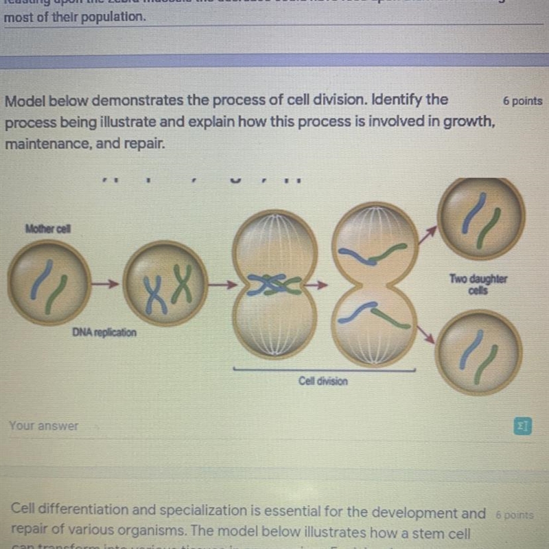 model below demonstrates The process of cell division. Identify the process being-example-1