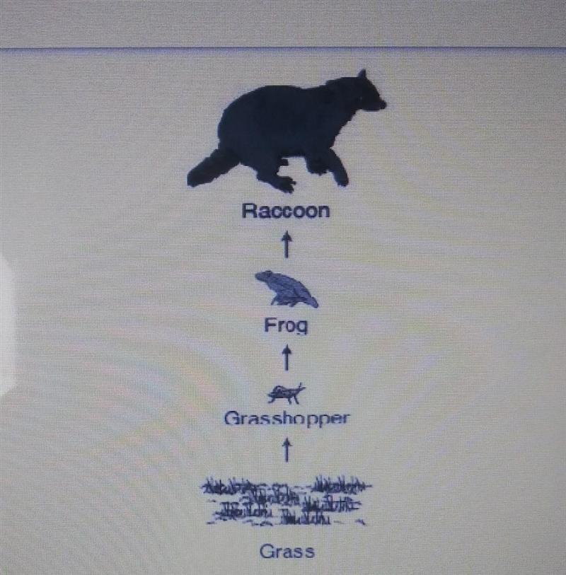 PLEASE HELP ME THIS TEST IS 3 GRADES!!!!! What do the arrows in the food chain below-example-1