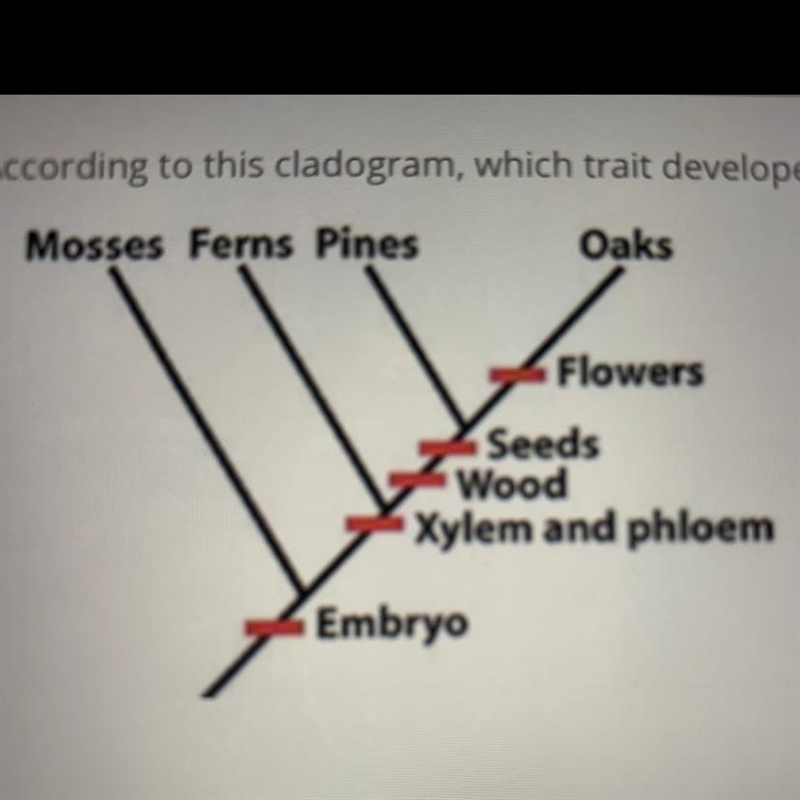 According to this cladogram, which trait developed first? A.Flowers B. Seeds C. Wood-example-1