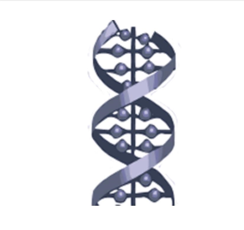 What does this diagram represent? A)DNA B) RNA C) a gene D) an allele-example-1