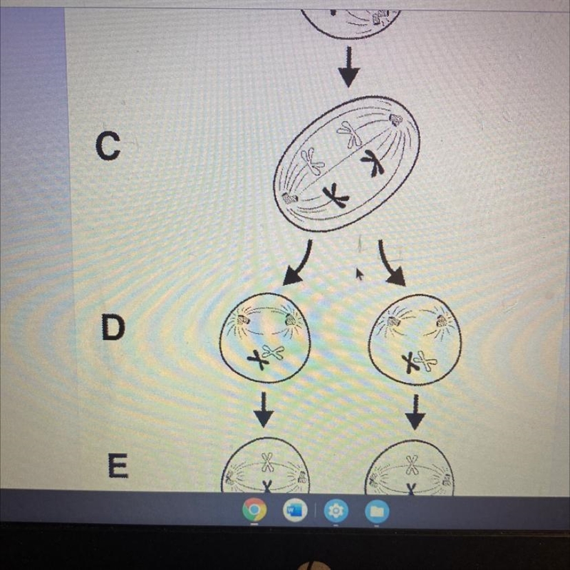 What is happening in picture c? a) homologous chromosomes are separated b) sister-example-1