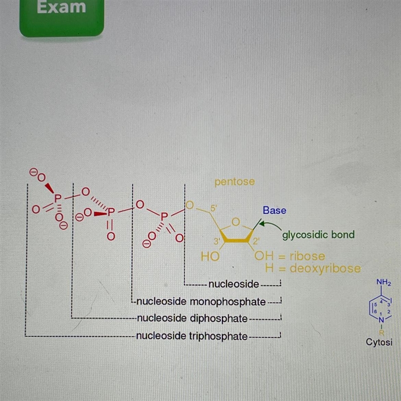 Look at the image. Which two bases bond together in DNA? A. Adenine-Guanine B. Adenine-example-1