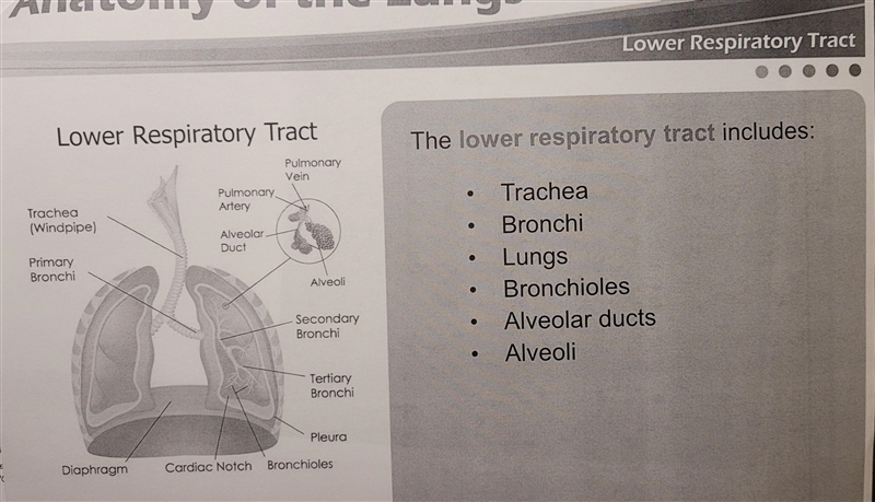 Which of the following is a structure of the lower respiratory tract?-example-2