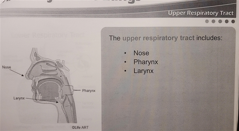 Which of the following is a structure of the lower respiratory tract?-example-3