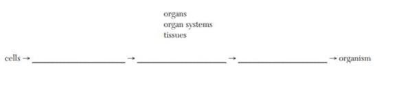 Use the terms below to complete the sequence of the levels of organization in a multicellular-example-1