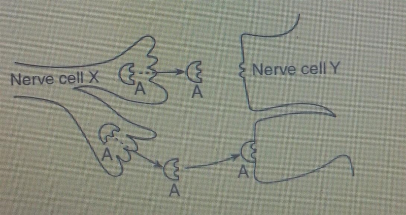 The process represented in the diagram best illustrates? 1. cellular communication-example-1