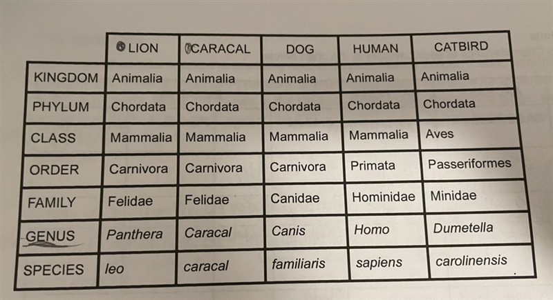 What is the most specific level at which the similarities between a dog and a caracal-example-1