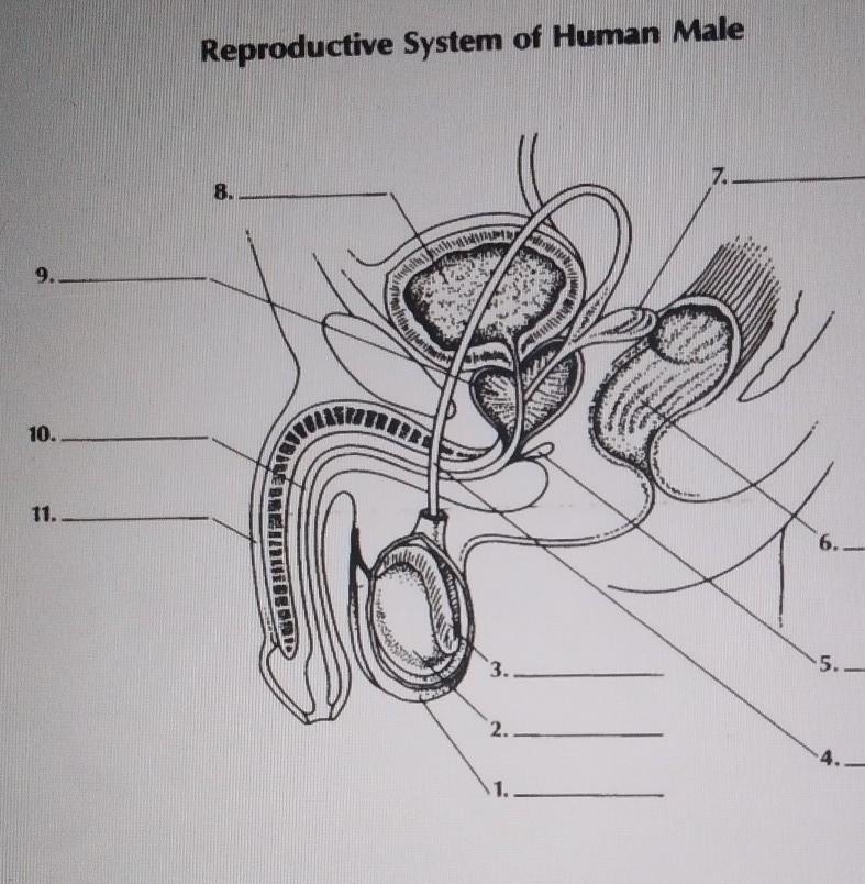 Label the male reproductive system. ​-example-1