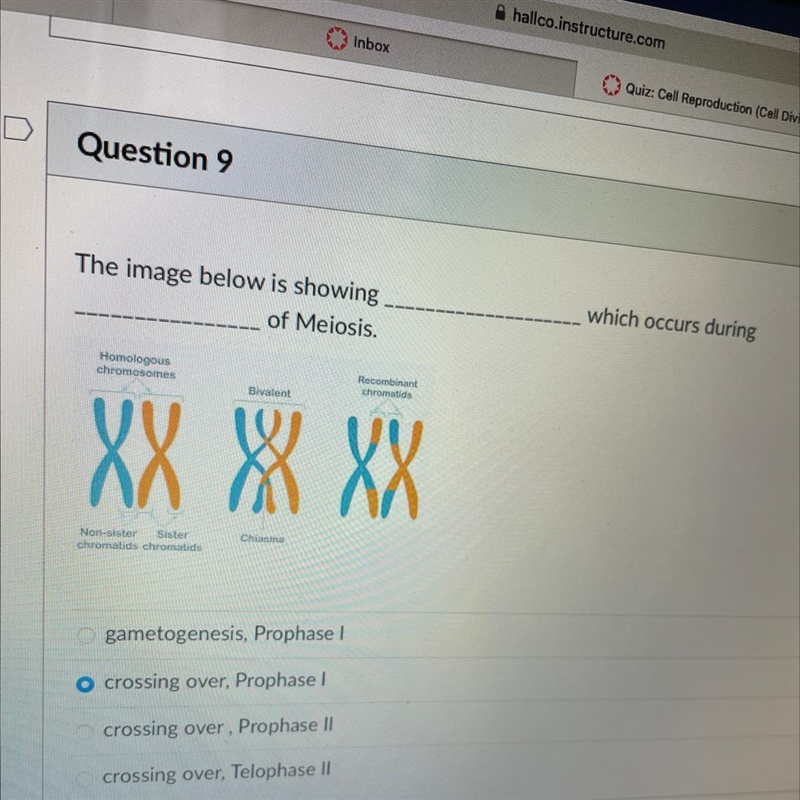 Please help quick!!! which occurs during The image below is showing_______ which occurs-example-1