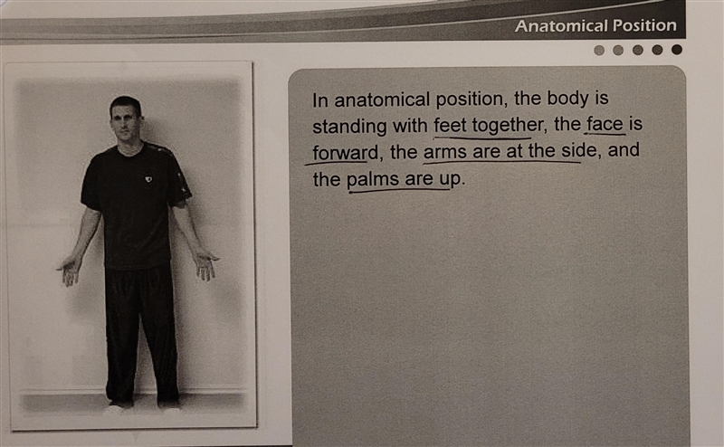 Which of the following statements is NOT a characteristic of anatomical position?-example-2