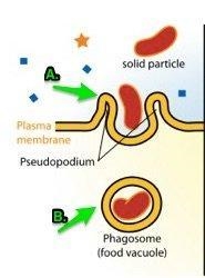 Phagocytosis occurs in many cells. The protist called an amoeba relies on phagocytosis-example-1