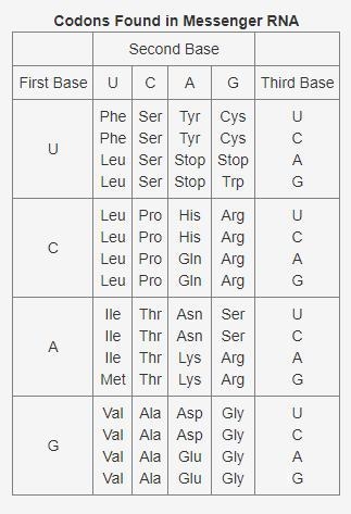 Use the following table to answer the question: This table shows the codons found-example-1