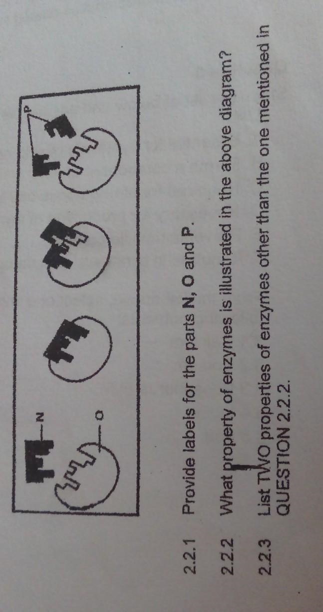 2.2 Study the diagram of enzyme action and answer the questions that follow. 2.2.1 Provide-example-1