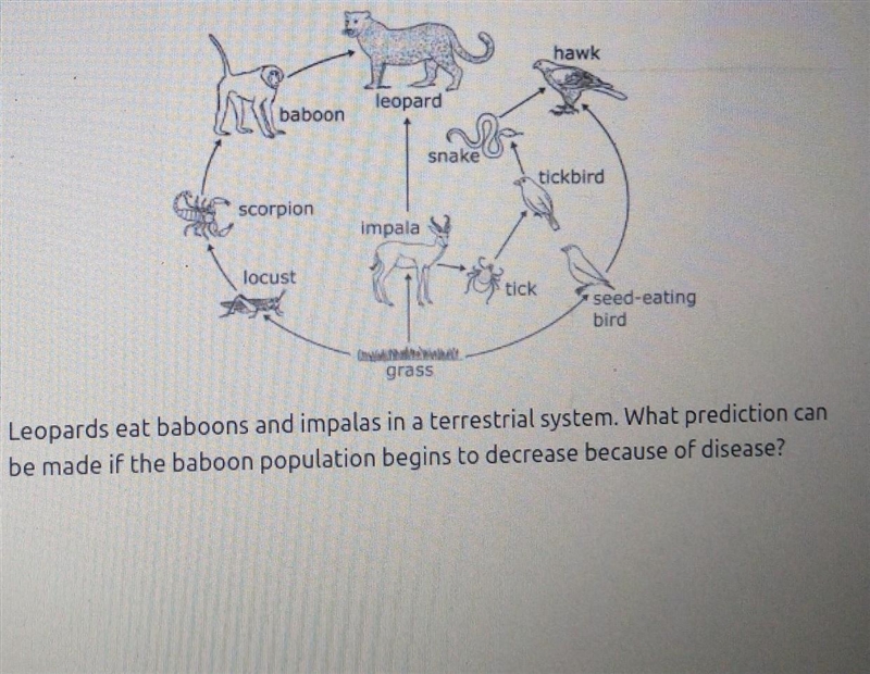 A: the leopard population will increase B: the hawk population will increase C: the-example-1