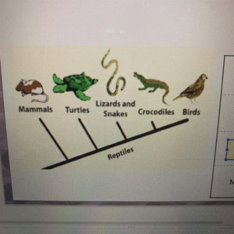 Based on the cladogram shown in the image, which group has a common trait that all-example-1