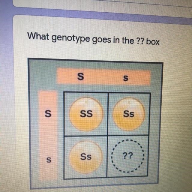 What genotype goes in the ?? box S S S SS Ss S Ss ??-example-1