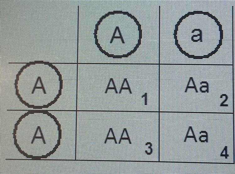 What do the circled letters on the outside of the Punnett square in the attached figure-example-1