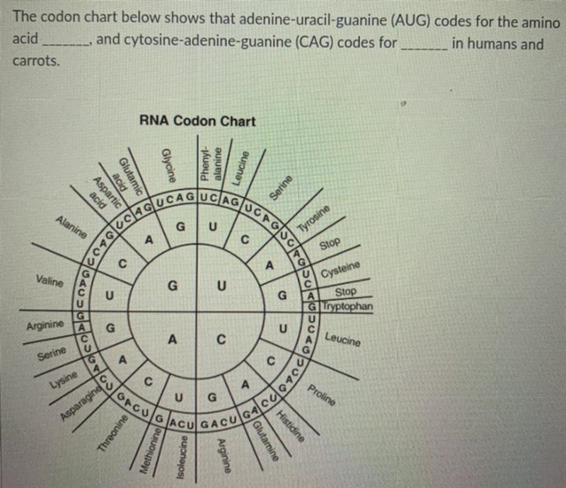 Help me please :) Answer choices: 1-Valine and aspartic acid 2-Serine and glutamic-example-1